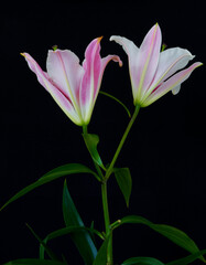 Obraz premium lily flowers grow on a black background
