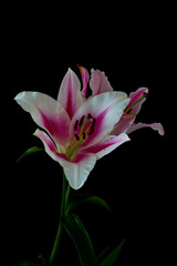 Fototapeta na wymiar lily flowers grow on a black background