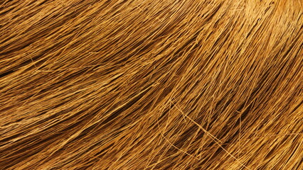 Close up texture of a hay