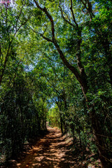 Fototapeta na wymiar Dirt path between pine trees, eucalyptus trees and farm fences, in the interior of Minas Gerais, Brazil.