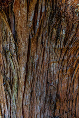 Obraz premium Natural textures on the tree trunk. Natural lines with curves and shadows in the morning light.