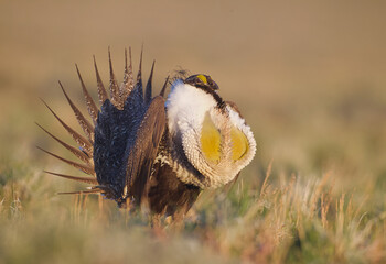 Naklejka na ściany i meble Greater Sage-grouse performs mating display with his yellow chest sacs fully extended