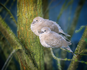Dove couple sitting on a tree
