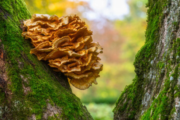 Tree fungus on a huge oak tree