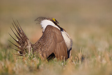 Greater Sage-grouse - a male performs mating display 