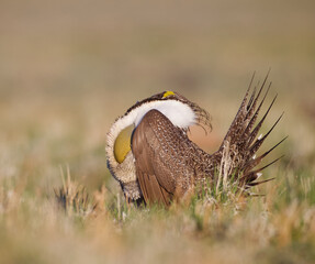 Greater Sage-grouse - a male performs his dramatic courtship display to attract a mate