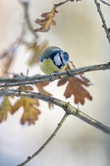 A blue tit on an oak branch in winter.