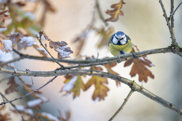 A blue tit on an oak branch in winter.