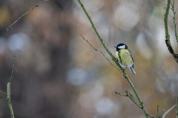 Great tit on a branch in winter.
