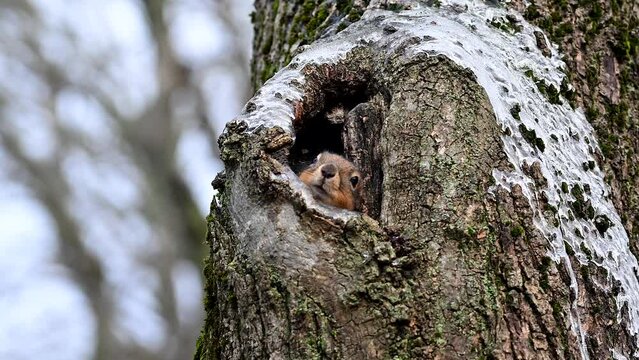 Cute Little squirrel pops in and out of its den in a cavity in a maple tree as it wakes from a nap in winter forest or early spring. 4K 120 fps slow motion raw video
