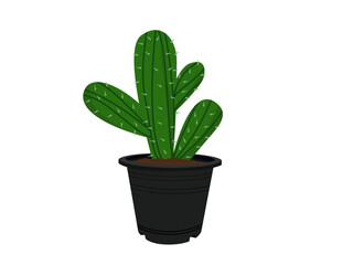 Cactus in a black pot.
