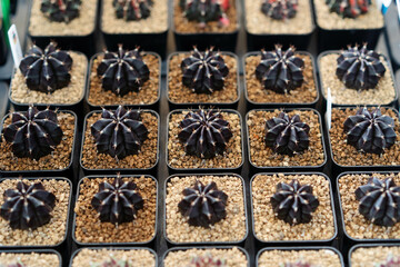 Fototapeta na wymiar Gymnocalycium Mihanovichii Black Widow display in local plant nursery