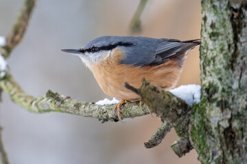 Woodpecker on a branch in winter with snow.