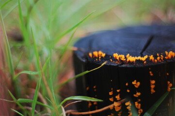 Orange fungus growing on a black tree stump
