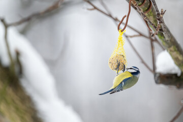 A blue tit on a tallow ball.