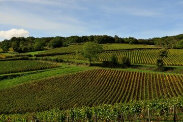 Fototapeta na wymiar Paysage de vignes en Bourgogne.