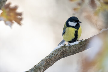 Great tit on a branch in winter with snow.