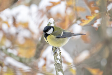 Great tit on a branch in winter with snow.