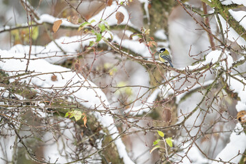 Great tit on a branch in winter with snow.