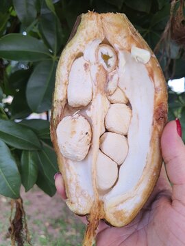 Female hand holding an open fruit of Pachira aquatica Aubl (Manguba or Monguba). cut in half.