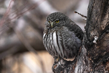 Northern Pygmy Owl