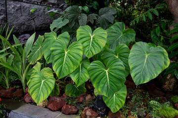 Philodendron McDowell growing wild in garden. Philodendron foliage background. Green heart shape leaf with white vein.