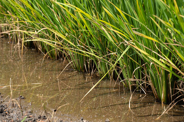 Rice (Oryza sativa) plant close up. Dry rice drops into the drain. Paddy field close up.