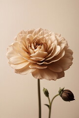 One beige flower on beige background close up. Botanical poster, floral card. Minimalism