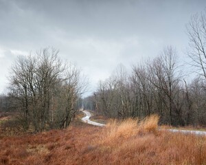 A gravel road in a National Wildlife Refuge that travels through a winter forest and golden fields of grass. The sky is cloudy. landscape with no one in it.