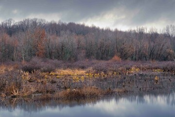 A colorful forest and marsh scene in a national wildlife refuge in the winter with yellows, purples, and gray tones. There is water in the foreground and forest in the background. landscape