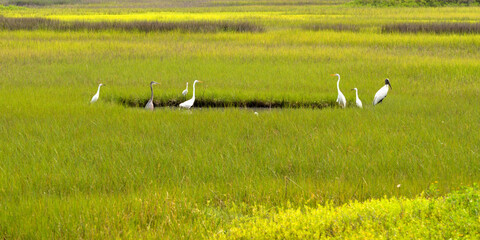 Group of tropical birds in the at marshland Florida, USA.
