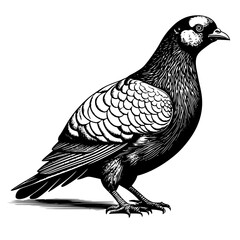 illustration of a pigeon - obrazy, fototapety, plakaty