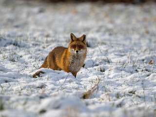 Fuchs