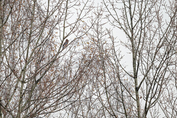 A jay bird sitting on a leafless branch.
