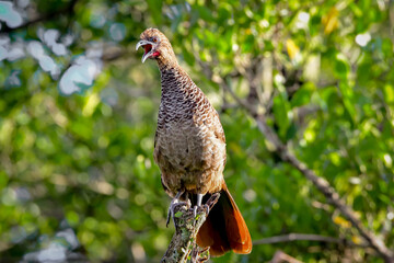 Scaled chachalaca ( Ortalis squamata)