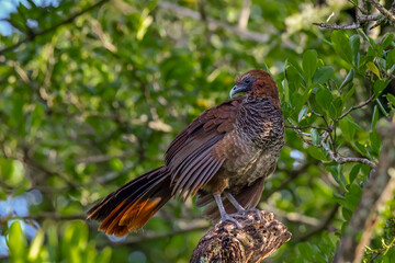 Scaled chachalaca (Ortalis squamata)