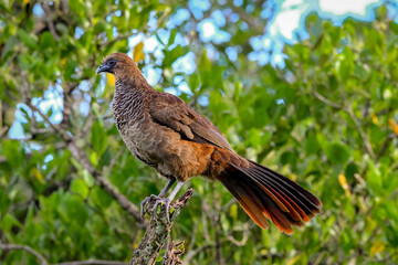 bird on a branch -Scaled chachalaca 