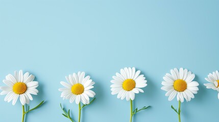 Obraz premium minimalist greeting with a row of daisies on a pastel blue background