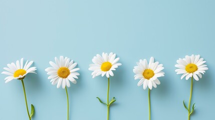 minimalist greeting with a row of daisies on a pastel blue background