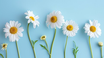 minimalist greeting with a row of daisies on a pastel blue background