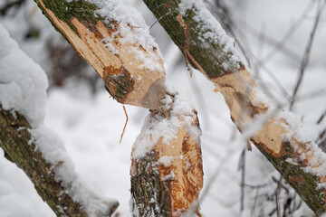 Bitten trunk by beaver in winter. © lapis2380