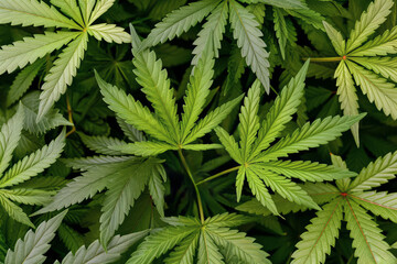 Cannabis sativa L, green marijuana organic leaves