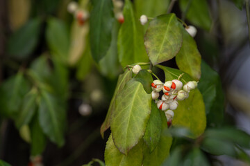 Barberry tree with orange fruits.