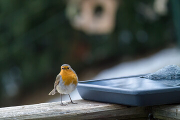a robin, erthacus rubecula, is drinking water from a bird bath at a winter morning