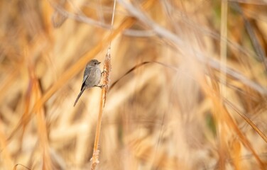 Tiny bushtit foraging seeds on a cat tail reed at sunrise golden hour