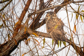 A great horned owl in a tree staring at the camera