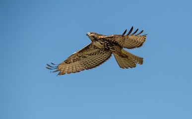 red tailed hawk in flight against a clear blue sky up close