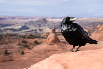 Raven - Arches National Park - Utah