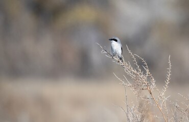 Loggerhead shrike waiting to hunt its next meal perched on some bare branches