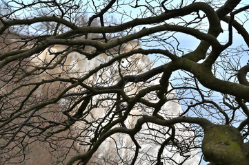 Jasmund National Park primeval forest